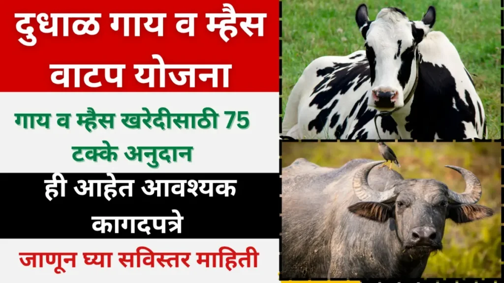 गाई म्हशी