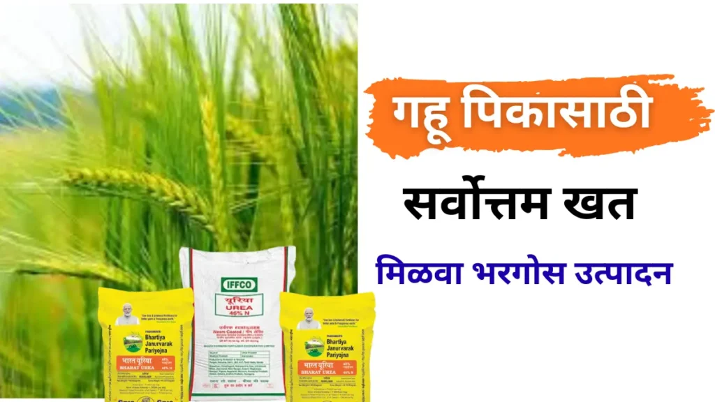 गहू खत व्यवस्थापन — भरघोस उत्पादनासाठी खत योजना